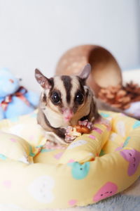 Portrait of dog with toy