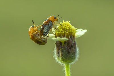 Close-up of bee on yellow flower