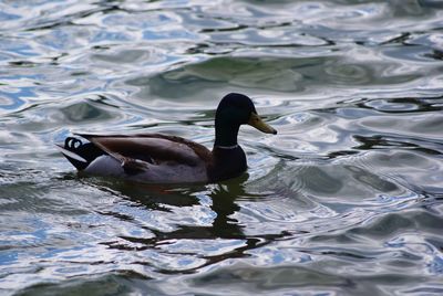 Duck swimming in lake