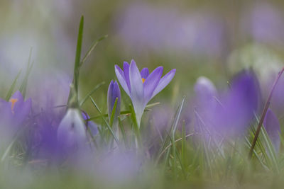 Close-up of purple crocus flowers on field