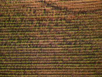 Full frame shot of hay