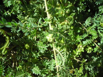 Close-up low angle view of tree