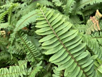 High angle view of fern leaves on tree