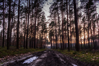 Trees in forest