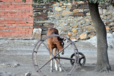 View of dog on wall