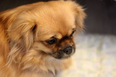 Close-up of a dog looking away