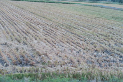 Full frame shot of agricultural field