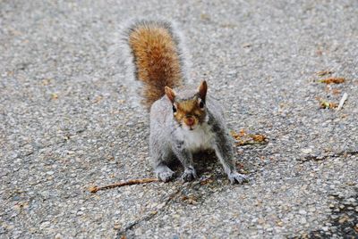 High angle view of squirrel on land