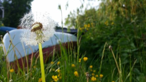 Close-up of dandelion flower on field