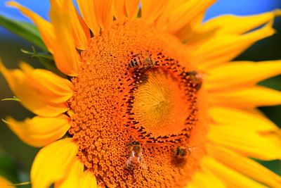 Close-up of honey bees pollinating on sunflower