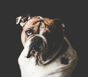 Close-up of bulldog over black background