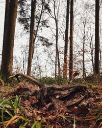 Trees in forest