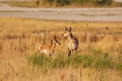 Flock of deer on grass