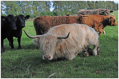Cows in a field
