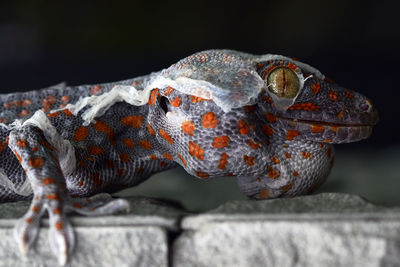 Close-up of lizard