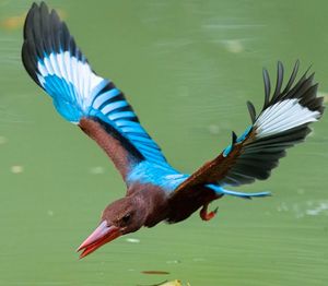 bird