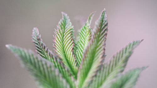 Close-up of plant against white background