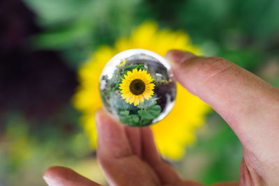 Close-up of hand holding yellow flower