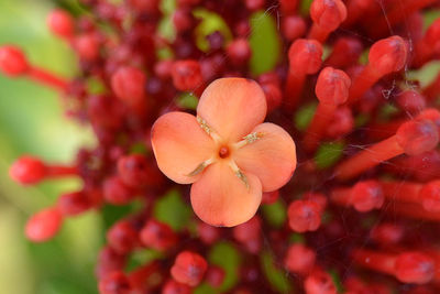 Close-up of red flowers