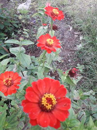 High angle view of red flowering plant