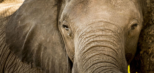 Close-up of elephant