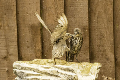 Bird flying over wooden post