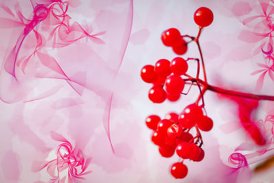 High angle view of berries on plant