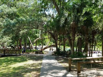 Walkway amidst trees in park