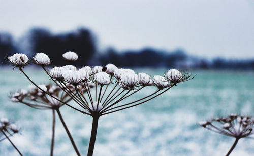 Close-up of white flowering plant against sky