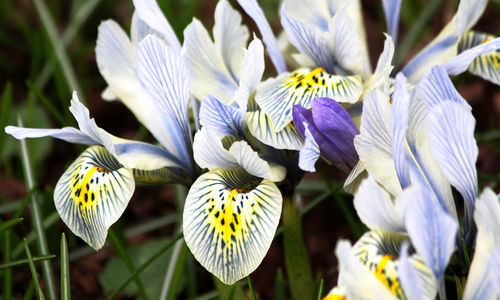 Close-up of purple flowers