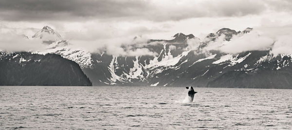 Orca jumping against mountains