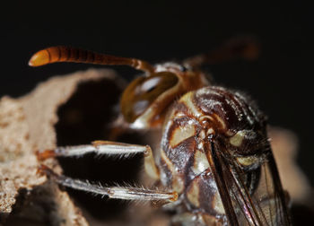 Close-up of spider