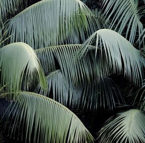 Close-up of palm tree