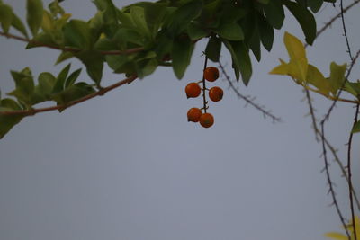 Low angle view of fruits on tree against sky