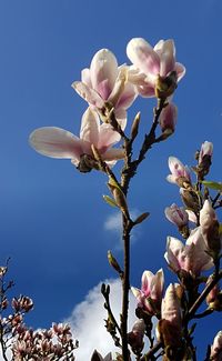 Low angle view of cherry blossoms against clear sky