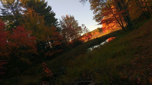 Scenic view of trees during autumn