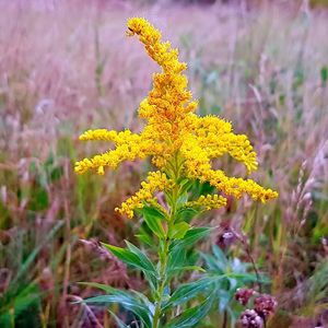 Close-up of yellow flowers