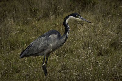 High angle view of gray heron on grass