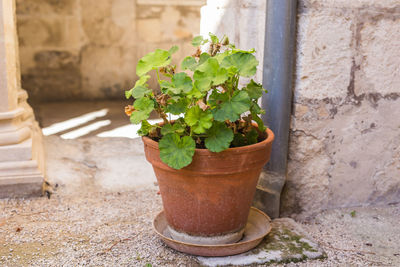 Close-up of potted plant against wall