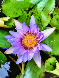 Close-up of lotus water lily