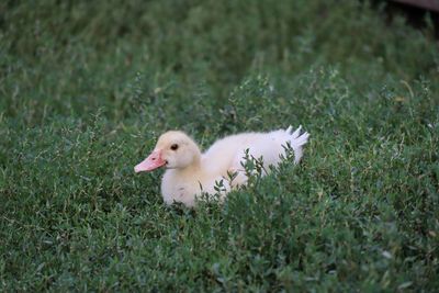 View of duck on field