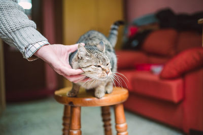 Close-up of hand holding cat