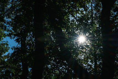 Low angle view of sunlight streaming through trees in forest