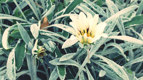 Close-up of flowers blooming outdoors