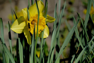 Close-up of yellow flowering plant on field