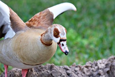 Close-up of duck on field