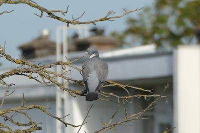 Bird perching on branch