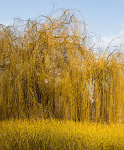 Plants growing on field against sky