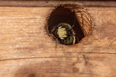 wood