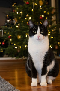 Cat sitting on illuminated christmas tree